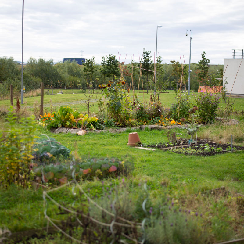 The allotment on Queen Margaret University campus