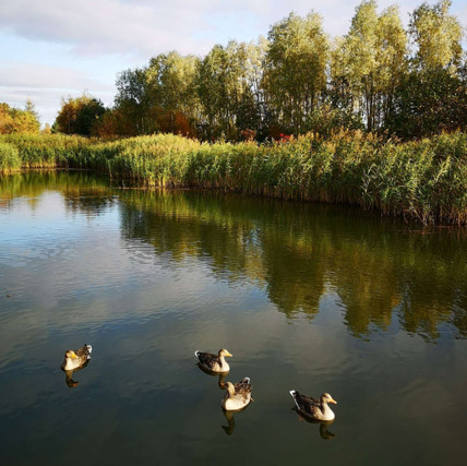 Ducks on Suds Pond at Queen Margaret University, Edinburgh
