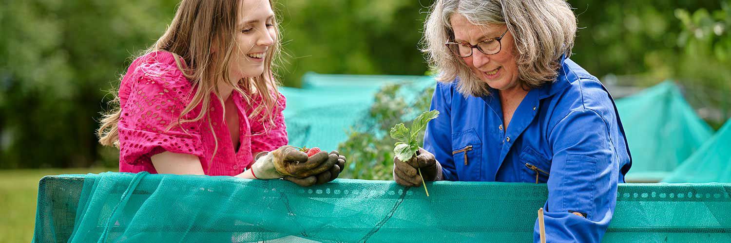 QMU Allotment in use - strawberry picking
