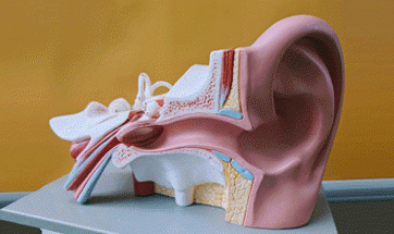 Photo of a model ear
