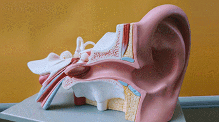 Photo of a model ear
