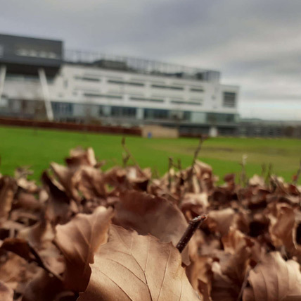 Autumn leaves on the ground at Queen Margaret University, Edinburgh