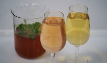 One glass with peach liquid, one glass with yellow liquid and one beaker behind with dark red liquid with coriander leave on top