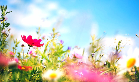 A close up shot of a field of bright, colourful flowers.