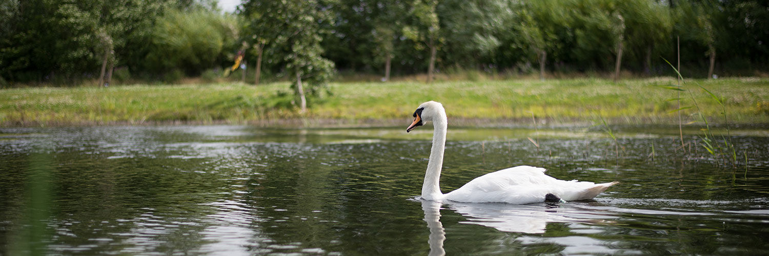 A swan swimming in a pond with a grassy embankment in the distance surrounded by trees