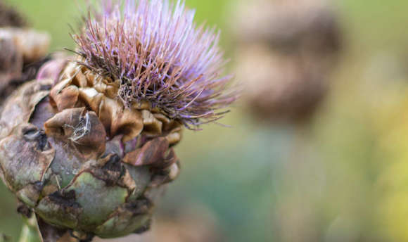Wild thistle at Queen Margaret University, Edinburgh