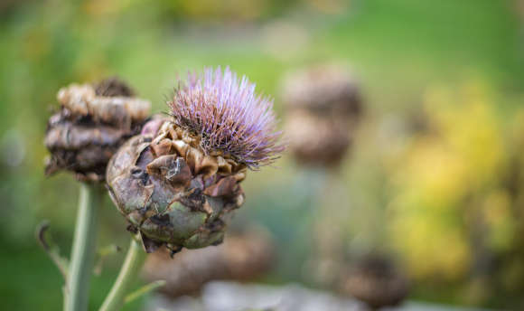 Wild thistle at Queen Margaret University, Edinburgh