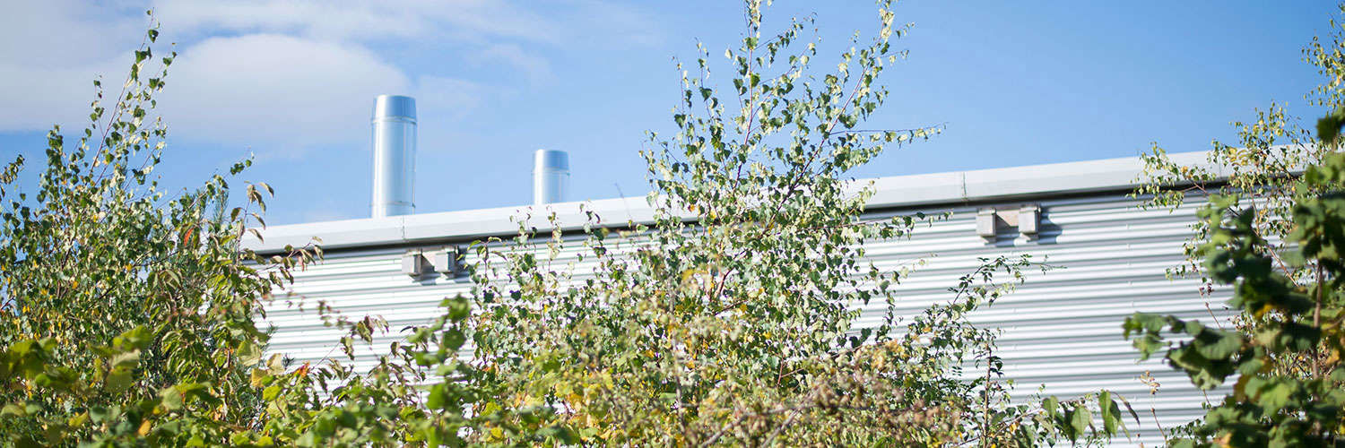View of the top of some trees with a wall just beyond on a sunny day