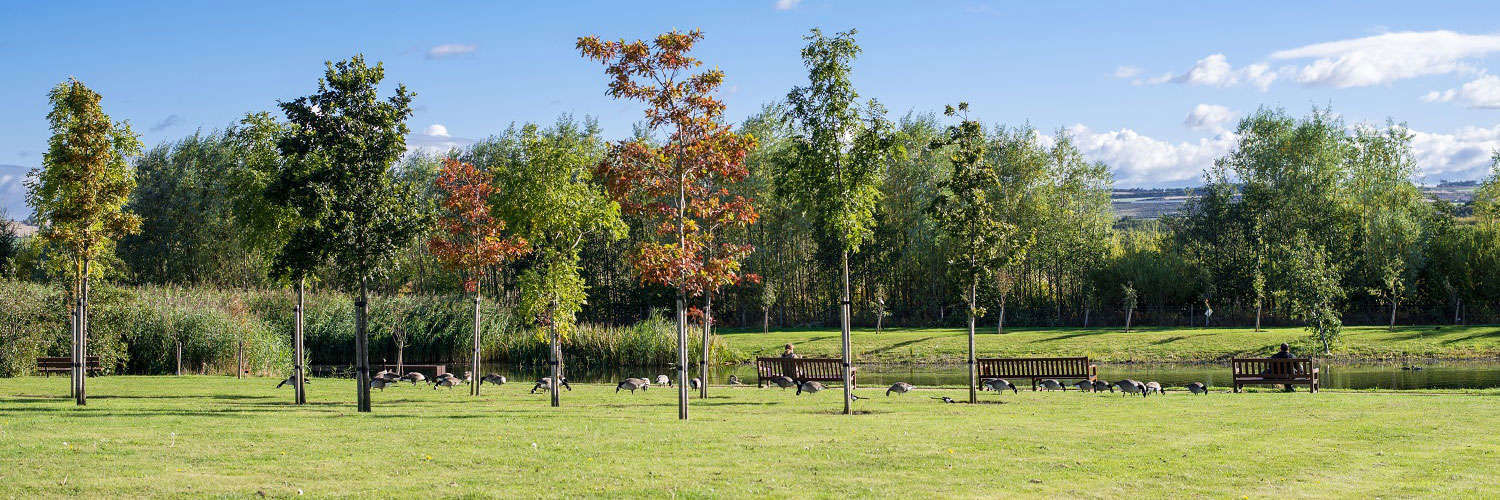 View of a grassy area with a flock of geese amongst some trees on a sunny day