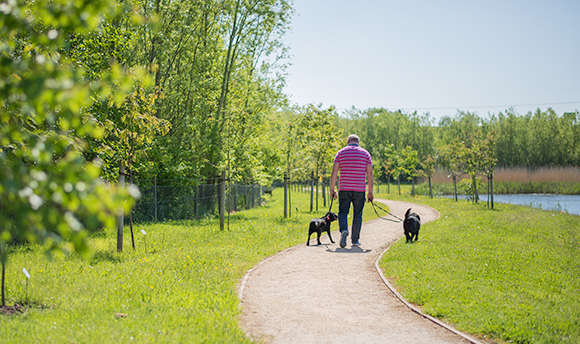 Dog walker strolling along QMU walk way in the sunshine