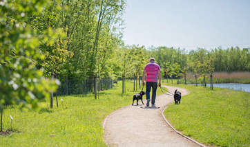 Dog walker strolling along QMU walk way in the sunshine