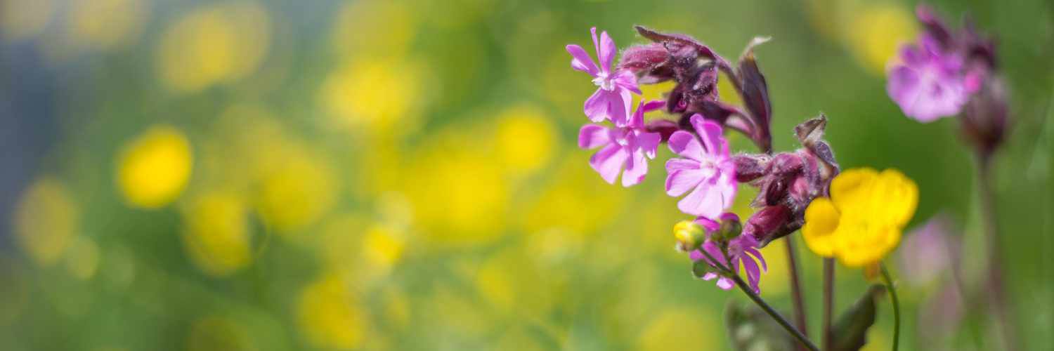 Close up image of some wild flowers with buttercups out of focus in the background