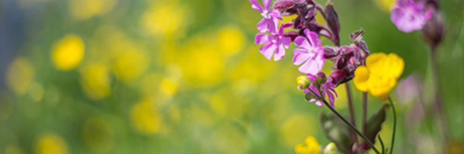Close up image of some wild flowers with buttercups out of focus in the background