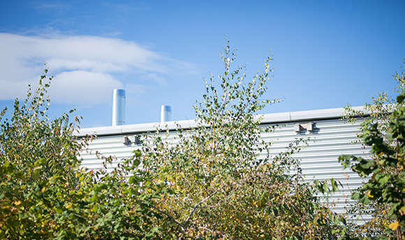 View of the top of some trees with a wall just beyond on a sunny day