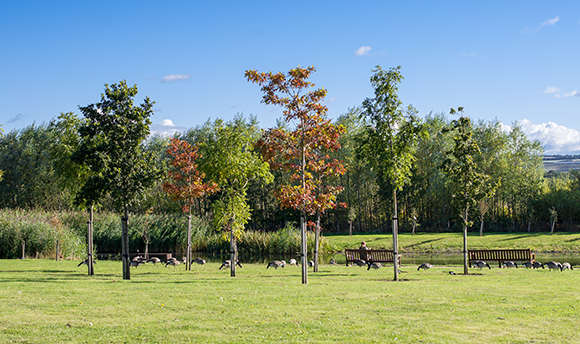 View of a grassy area with a flock of geese amongst some trees on a sunny day