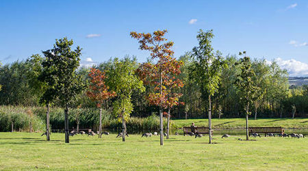 View of a grassy area with a flock of geese amongst some trees on a sunny day