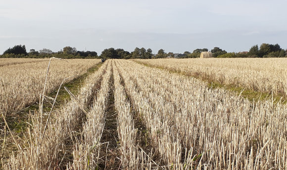 A golden wheat field