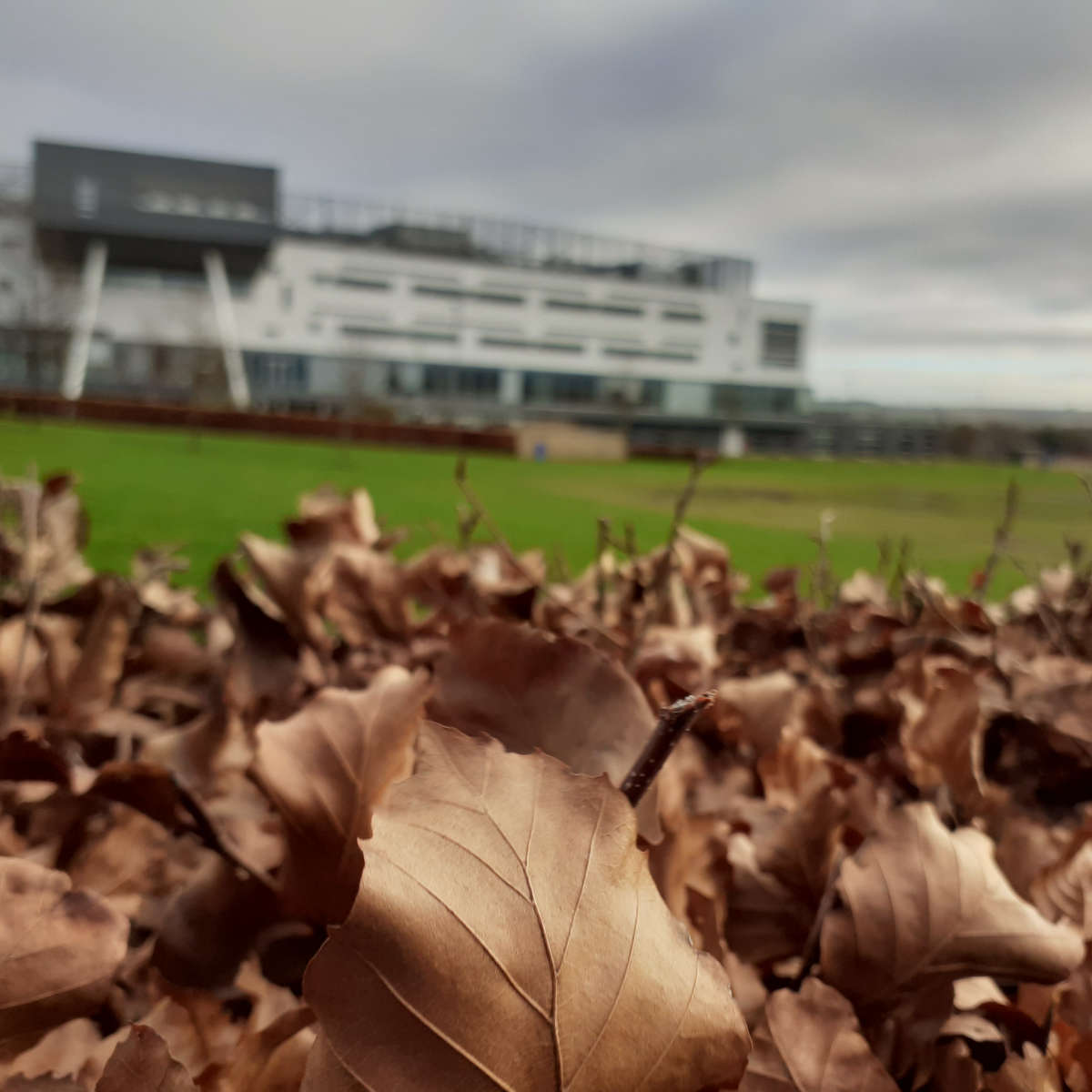 Autumn leaves on the ground at Queen Margaret University, Edinburgh