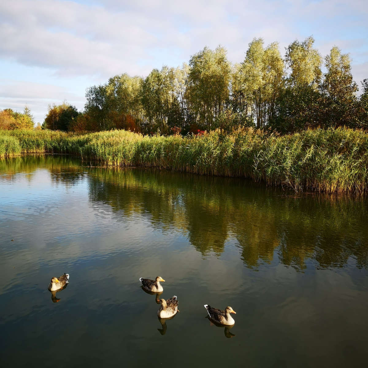Ducks on Suds Pond at Queen Margaret University, Edinburgh