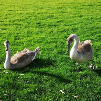 Image of swans on green grass