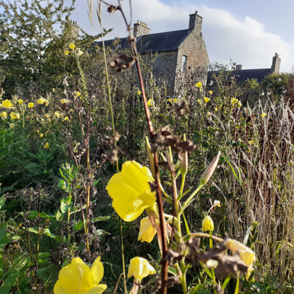 A wildflower garden