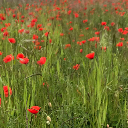A field of poppies