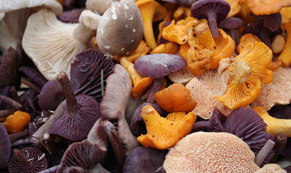close up of a collection of white, purple & orange mushrooms