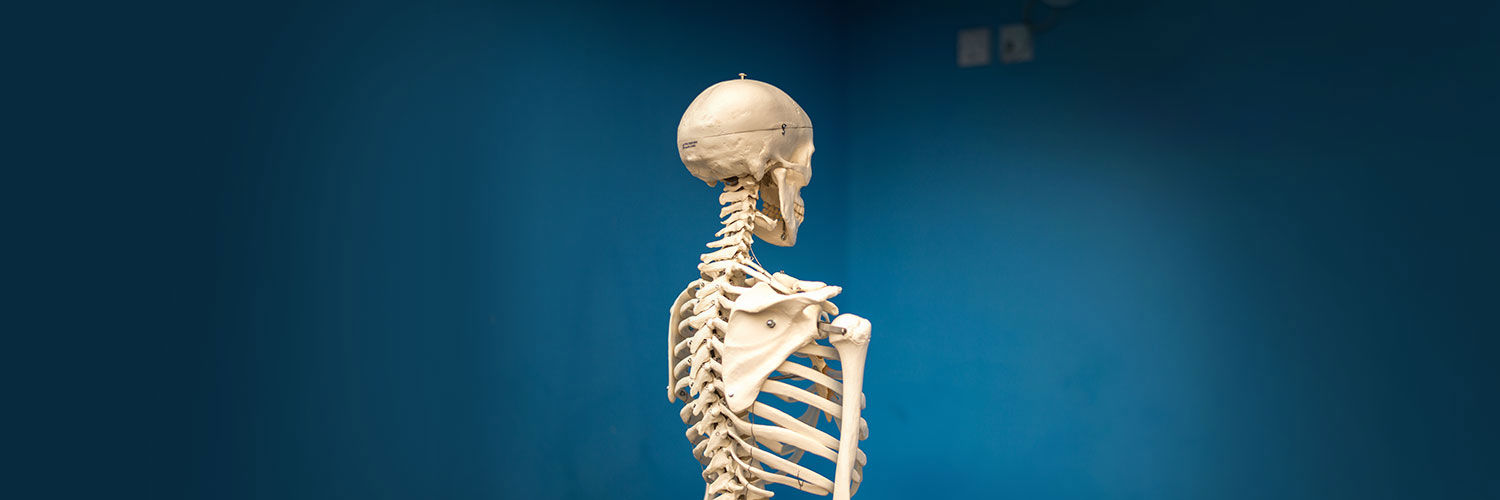 The back of a model human skeleton