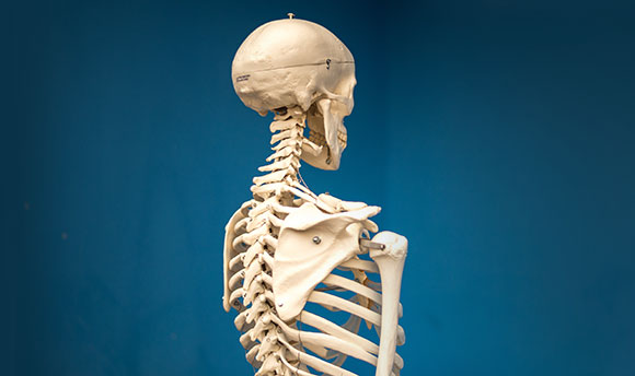 The back of a model human skeleton