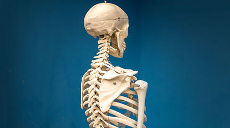The back of a model human skeleton