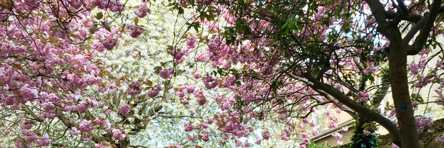 Cherry Blossoms