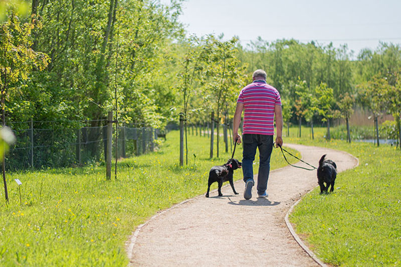 Dog walker strolling along QMU walk way in the sunshine