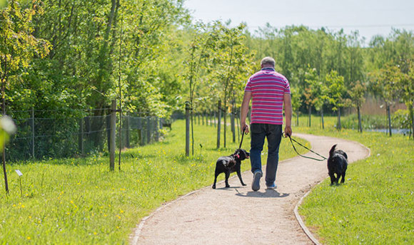 Dog walker strolling along QMU walk way in the sunshine