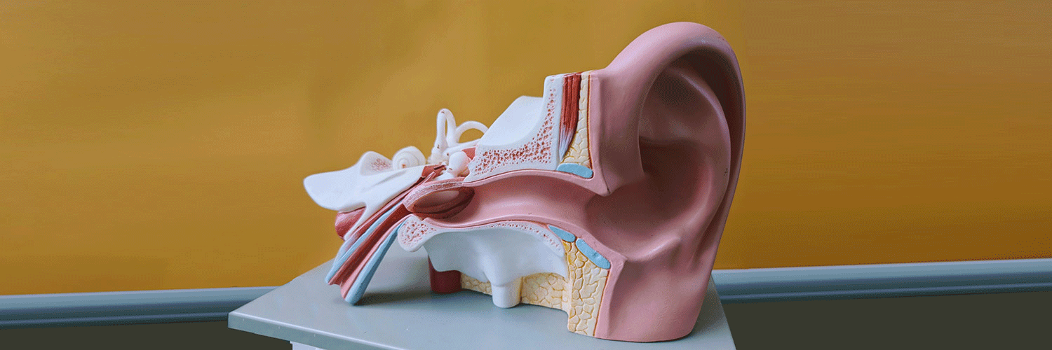 Photo of a model ear