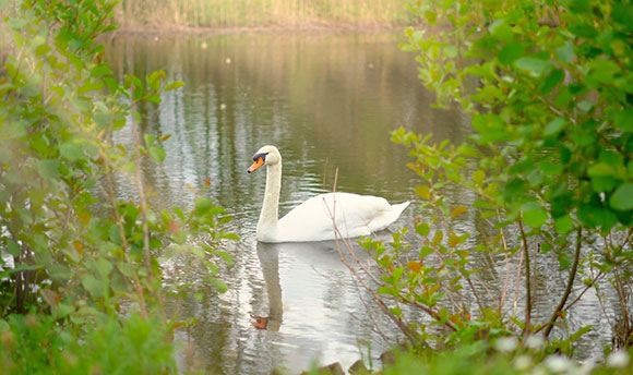 Swan in the water at QMU Outdoor Learning Hub
