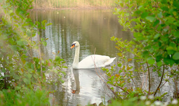Swan in the water at QMU Outdoor Learning Hub