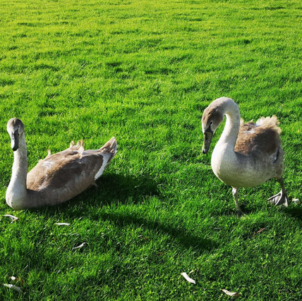 Swans at Queen Margaret University, Edinburgh