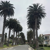 Image of palm trees