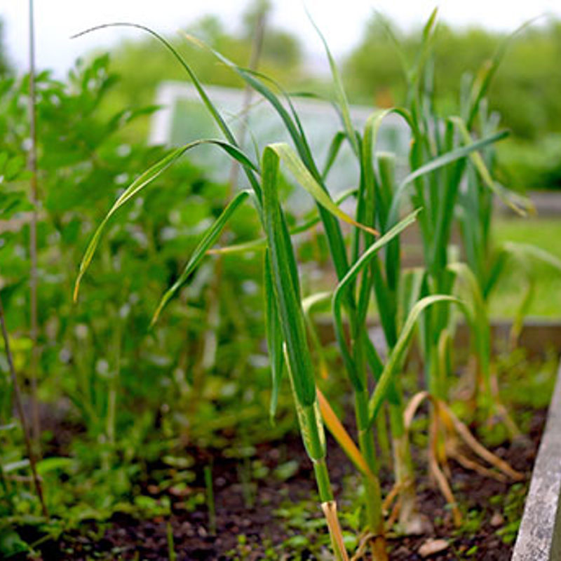 Potting area at the QMU allotment