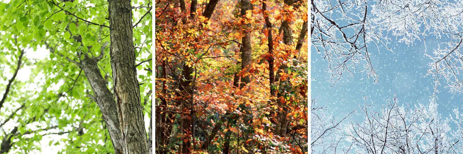 Three side by side images of trees in different seasons and colours