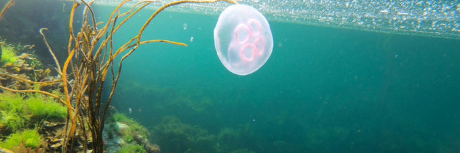 An underwater picture of two jellyfish