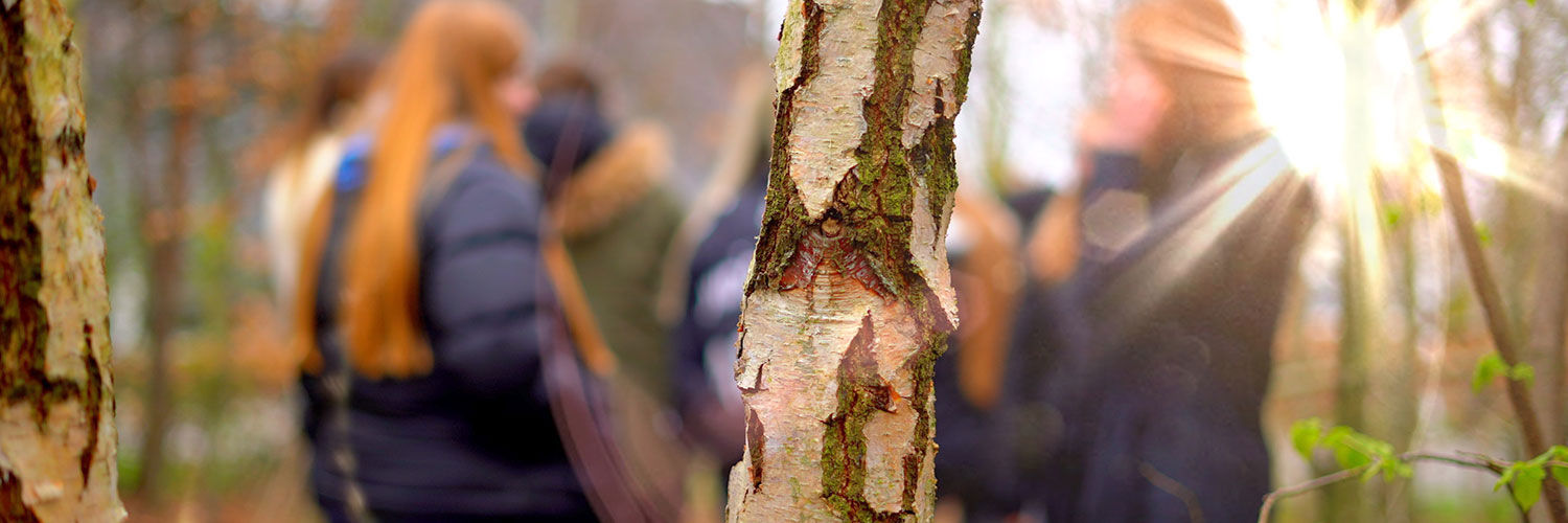 Maggie's Wood