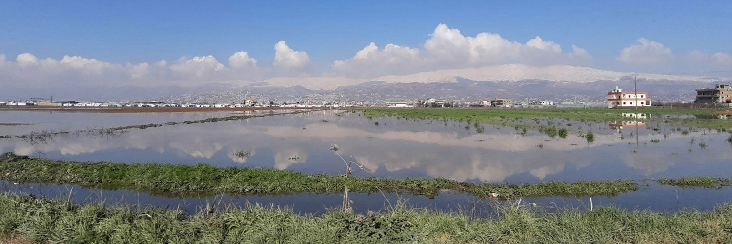 A photograph of marshland