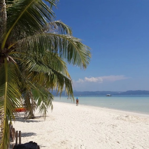 Image of beach and palm tree