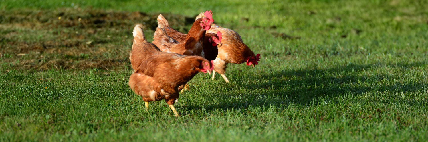 A group of hens walking across the grass.