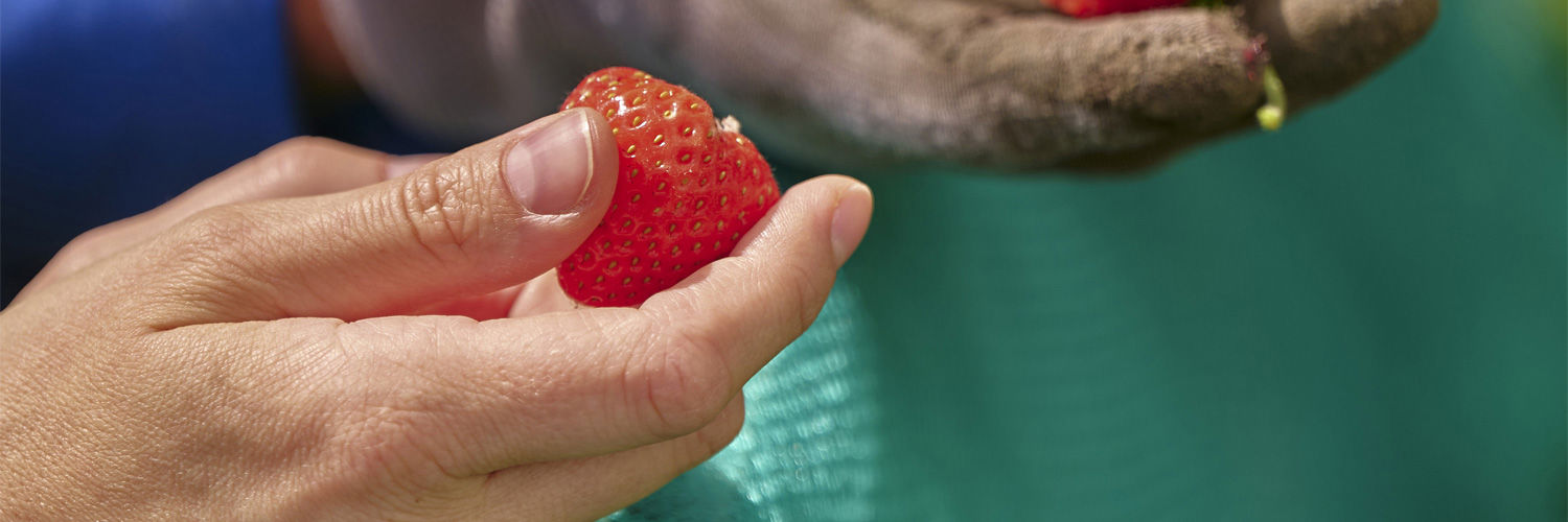 A close up of two hands picking strawberries.