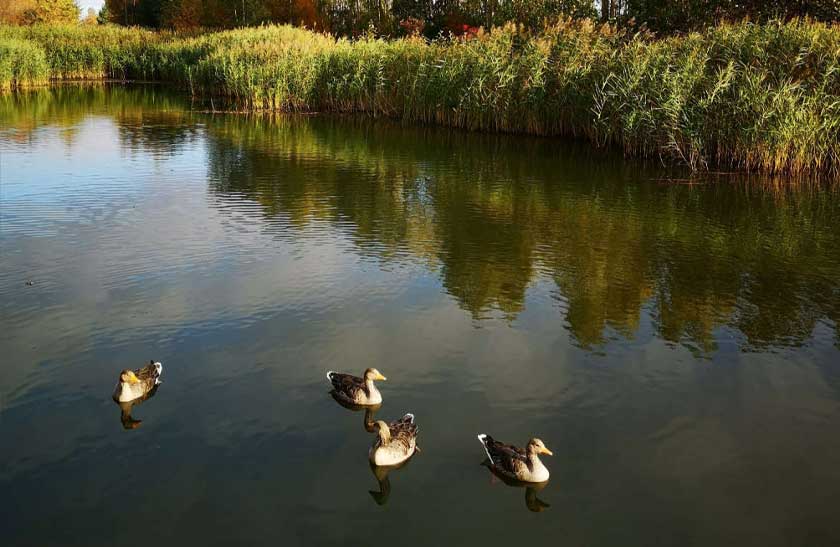 Ducks on Suds Pond at Queen Margaret University, Edinburgh