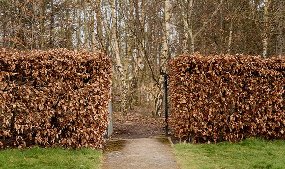 A gateway through a hedge; the leaves on the hedge are brown and autumnal