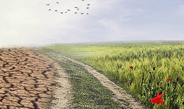 dry soil on one left and a field with flowers on the right