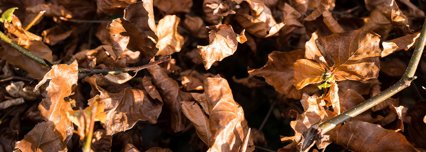 A close up of brown leaves in the autumn